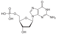 Skeletal formula of deoxyguanosine monophosphate