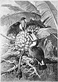 Die Gartenlaube (1897) b 041.jpg Riesentukane beim Bananenschmaus- Nach einer Originalskizze von F. Specht gezeichnet von A. Specht