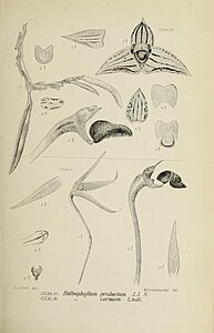 fig. 343 Bulbophyllum perductum Bulbophyllum betchei fig. 344 Bulbophyllum cernuum