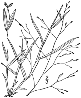 <i>Digitaria cognata</i>