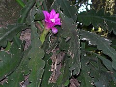 Disocactus macdougallii