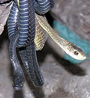 Dispholidus typus-- Boomslang snakes (21999257735).jpg