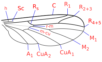 Wing detail Ditomyiidae wing veins.svg