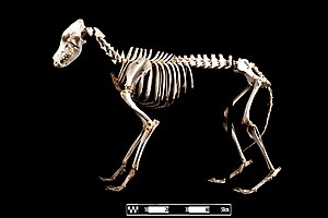 Dobermann dog. “Canis lupus familiaris”.jpg
