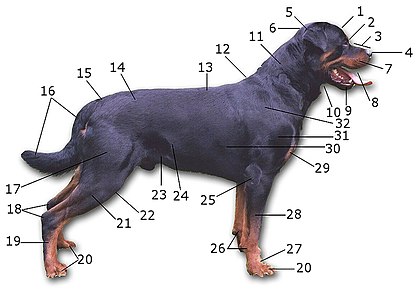 Le pelage du chien : nombre de poils, structure, types