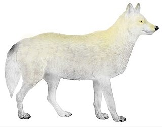 <span class="mw-page-title-main">Baffin Island wolf</span> Subspecies of carnivore