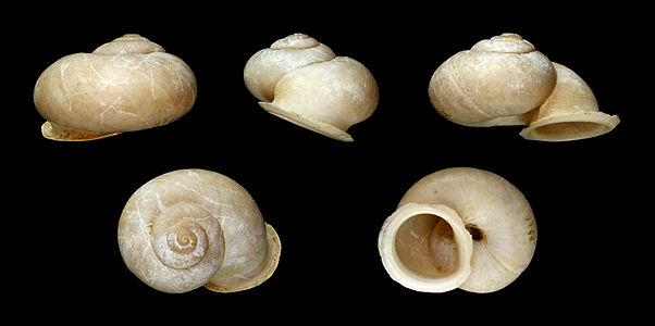 Dorcasia alexandri