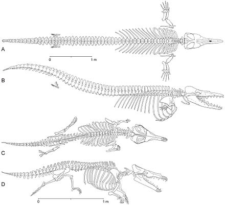 Two views of the skeletons of Dorudon atrox, extinct for 40 million years, and Maiacetus inuus, extinct for 47.5 million years, in the swimming position for comparison.[57]