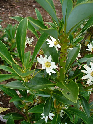 <i>Drimys andina</i> Species of flowering plant
