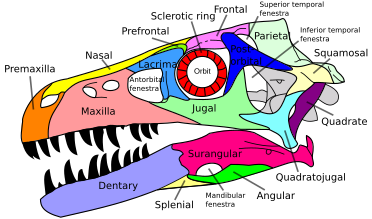 A skull diagram of Dromaeosaurus, a dromaeosaurid dinosaur. The postorbital is colored dark blue. Dromaeosaurus skull en.svg