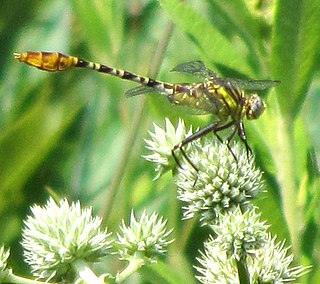 <i>Dromogomphus spoliatus</i> Species of dragonfly