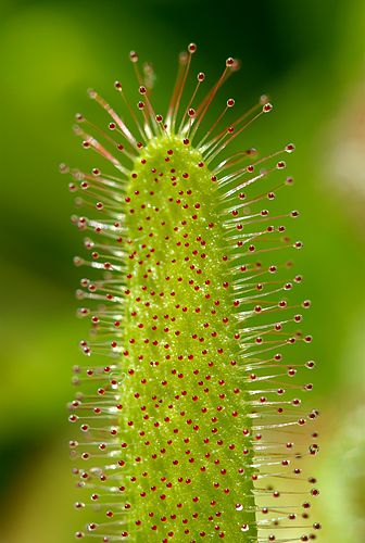 Росянка капская (Drosera capensis), плотоядное растение
