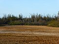 Dry cactus landscape (Bonaire 2014) (15545292677).jpg