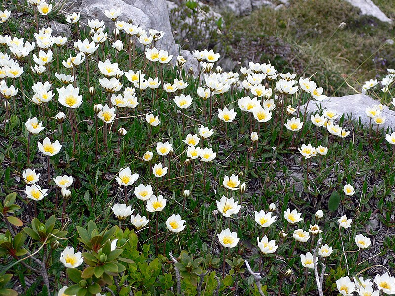 File:Dryas octopetala 198-BPra alla Grigna 08 078.jpg