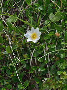 Dryas octopetala Dantersasc.jpg