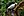 Ducula spilorrhoa -Wildlife Habitat, Port Douglas, Queensland, Australia-8a.jpg