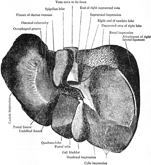 EB1911 - Liver - Fig. 1.—The Liver from below and behind.jpg