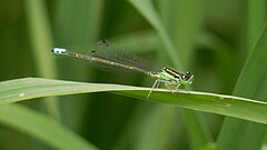 Eastern Forktail (Ischnura verticalis), Male.jpg