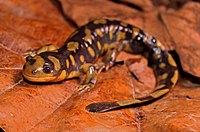 Eastern Tiger Salamander (Ambystoma tigrinum) (25522389762).jpg