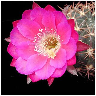 <i>Echinopsis obrepanda</i> Species of cactus