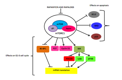 Effects of rapamycin and rapalogs in cancer cells Effects of Rapamycin and its rapalogs in cancer cells.png
