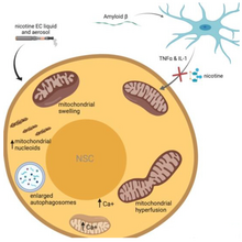 Figure shows the summary of described effects of nicotine e-cigarettes liquid and aerosols on neural stem cell mitochondria. E-cigarettes treatments led to altered mitochondrial membrane potential, induced aggregation of mitochondrial nucleoids and mitochondrial DNA, and induced calcium influx leading to plasma membrane retraction and intracellular calcium overload.