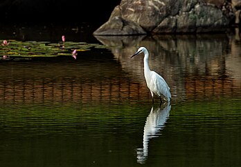 Garça-branca-pequena (Egretta garzetta) fotografada no jardim Keitakuen, Osaka, Japão. (definição 3 795 × 2 641)