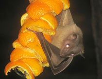 Un pipistrello della frutta egiziano (Rousettus aegyptiacus), uno dei pipistrelli considerato il serbatoio naturale del virus Ebola.