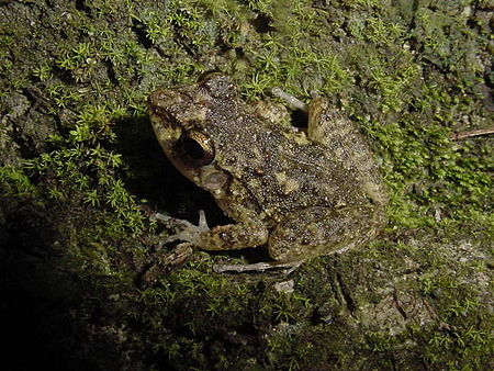 Eleutherodactylus_cuneatus