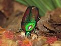 Emerald Beetle