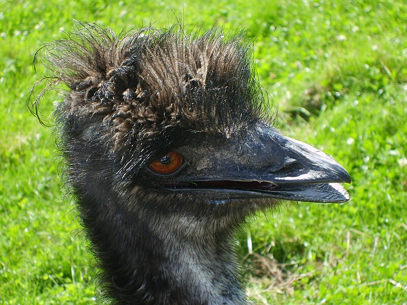 File:Emu head in Odsherred Zoo.jpg