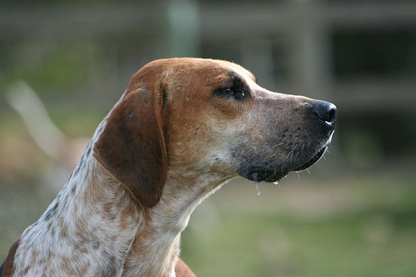 English Foxhound