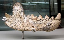 Eomellivora piveteaui mandible - Batallones 3 fossil site, Torrejón de Velasco, Madrid, Spain.jpg