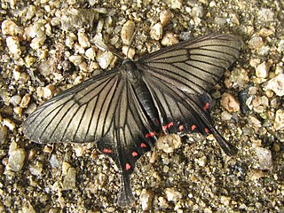 <i>Epicopeia hainesii</i> Species of moth