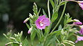 Epilobium hirsutum