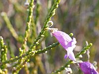 Eremophila homoplastica