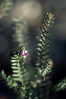 <i>Eremophila veronica</i> Species of flowering plant