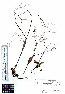 Eriogonum trichopes (6019379370).jpg