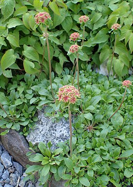 Эриогонум зонтичный (Eriogonum umbellatum)