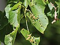 Eriophyes tiliae (Pagenstecher, 1857)