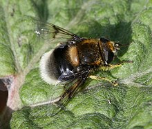 Eristalis.intricaria.female.jpg