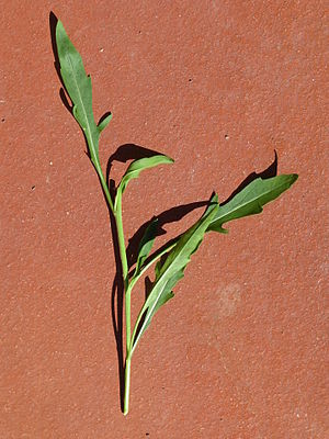 Arugula