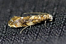 Eschatotypa derogatella 104644664 (cropped).jpg