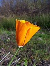 Eschscholzia californica-3.jpg