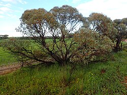 Eucalyptus pluricaulis habit.jpg