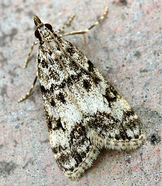 <i>Eudonia lacustrata</i> Species of moth