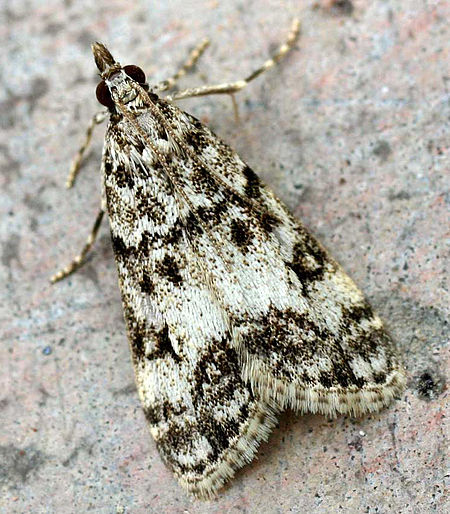 Eudonia lacustrata