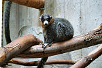 Miniatura para Eulemur mongoz