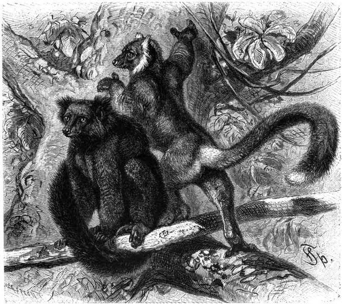 File:Eulemur macaco - Brehms.png