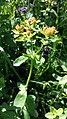 Euphorbia polychroma sl2.jpg